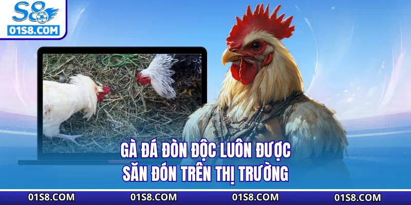 Gà đá đòn độc luôn được săn đón trên thị trường