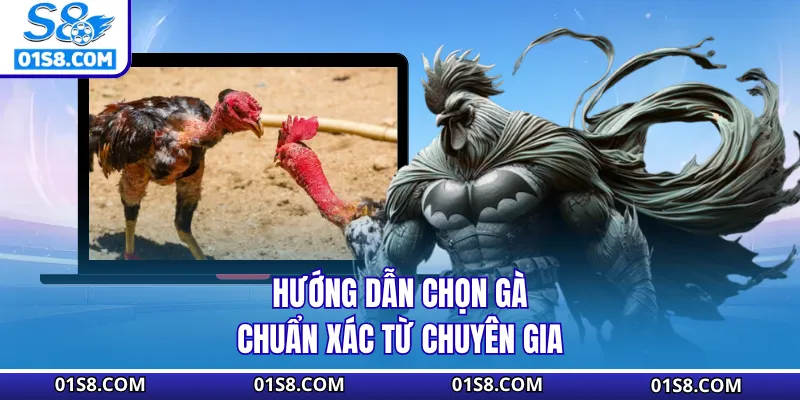Hướng dẫn chọn gà chuẩn xác từ chuyên gia