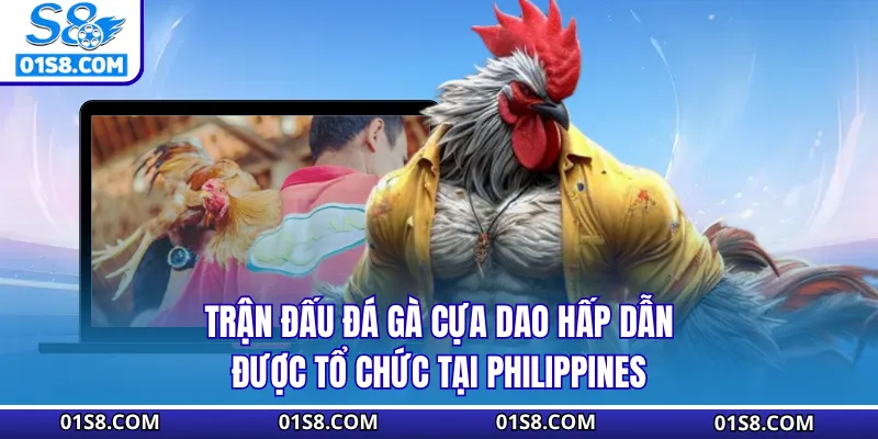 Đá Gà Cựa Dao Philippines S8 Ấn Tượng Không Nên Bỏ Qua