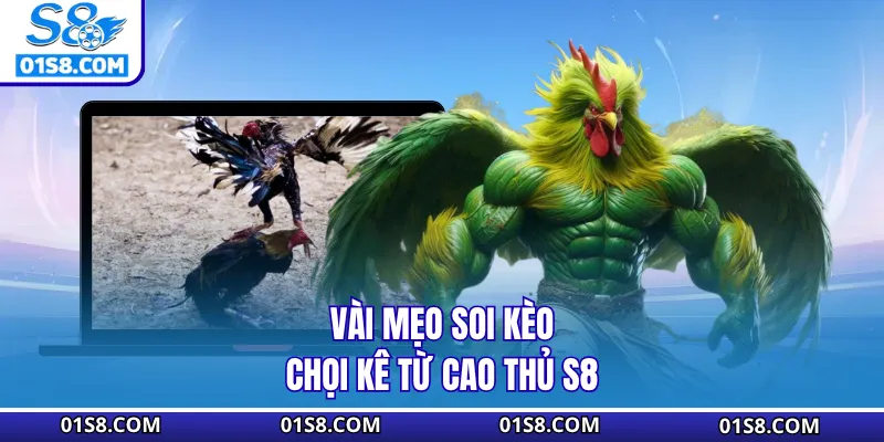 Vài mẹo soi kèo chọi kê từ cao thủ S8