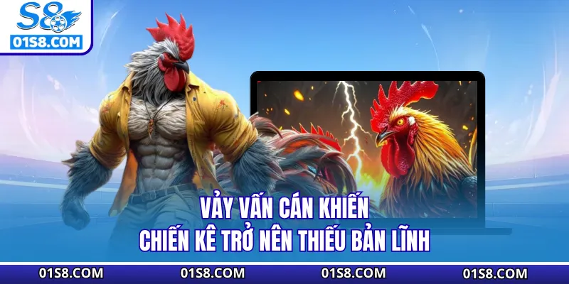 Vảy vấn cán khiến chiến kê trở nên thiếu bản lĩnh